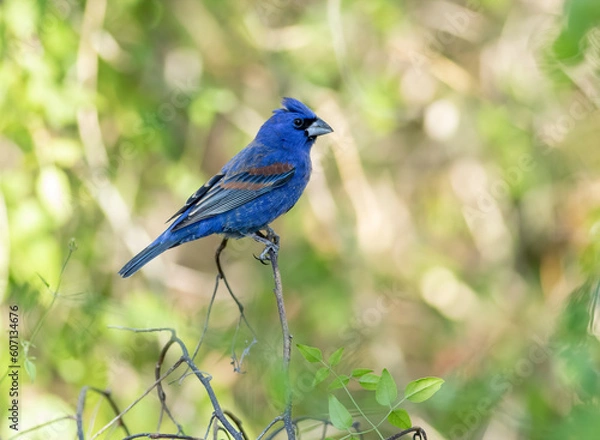 Fototapeta Male blue grosbeak perched on a branch 