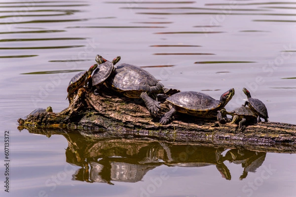Fototapeta Turtles-the whole family bask in the sun on a log.