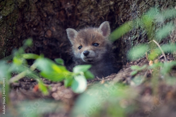 Obraz Little fox cub in the forest. Wildlife nature photos. Young fox explores the surroundings. A month old puppy fox.