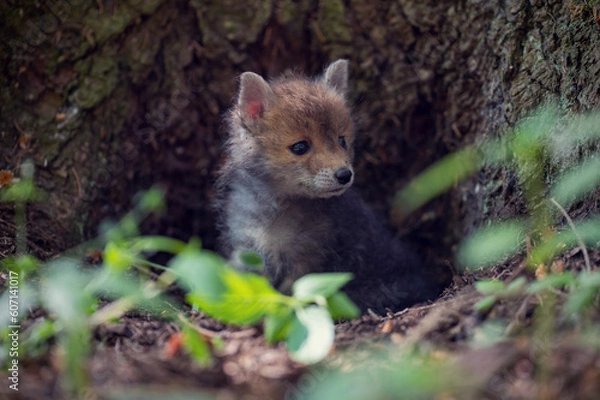 Obraz Little fox cub in the forest. Wildlife nature photos. Young fox explores the surroundings. A month old puppy fox.