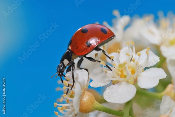 Fototapeta The ladybug runs through a white bird cherry blossoms and carefully examines each flower. 
In the flowers, the ladybug finds very small flies and eats them.