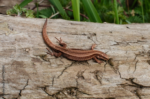 Obraz Brown Lizard Basking in the Sun