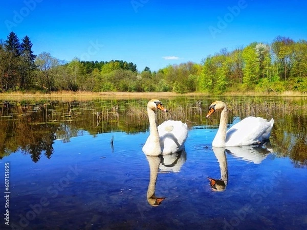 Obraz swans on the lake