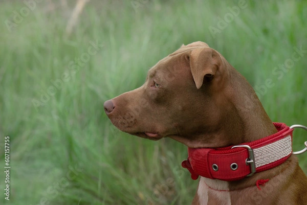 Fototapeta profile of the head of a red dog Staffordshire bull terrier in a red collar on a background of green grass

