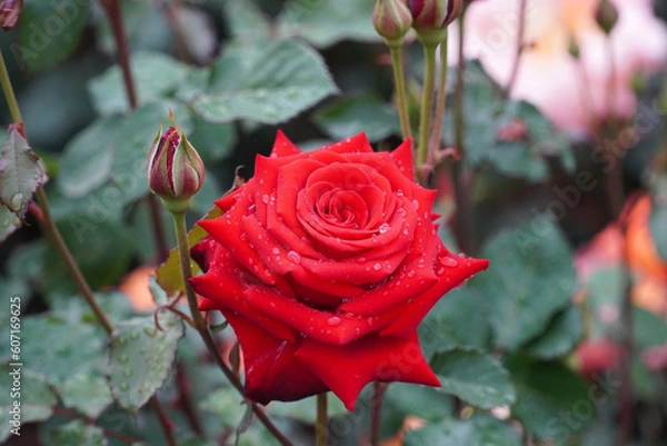 Obraz roses and raindrops
