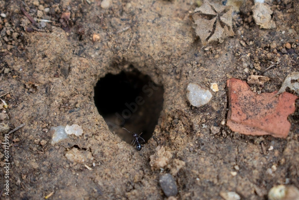 Fototapeta Hole with ants. Carpenter ants, Camponotus surveillance hole in the soil with dirt. This insect can be a significant pest in wood.