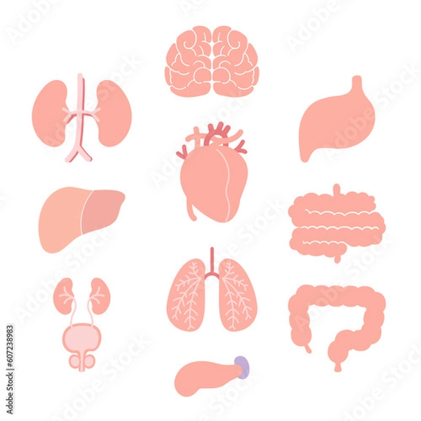 Fototapeta 男性の人体の臓器セット