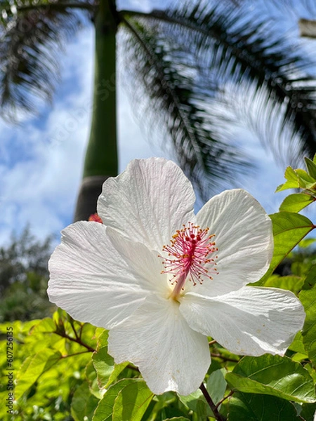 Fototapeta White hibiscus with swaying palm trees in the background.