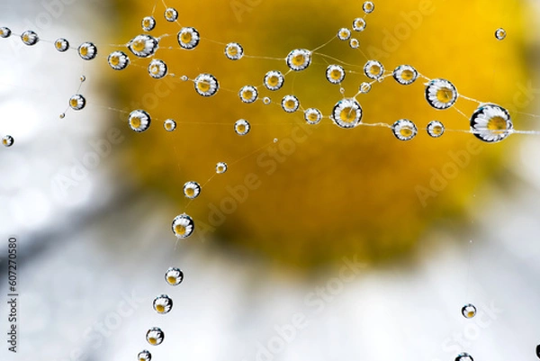 Obraz spider web with water drops reflecting a beautiful flower
