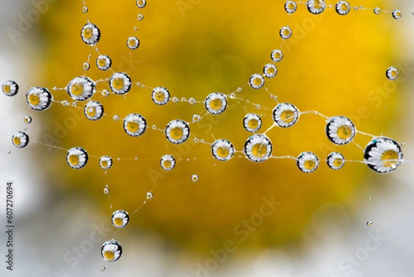 Obraz spider web with water drops reflecting a beautiful flower
