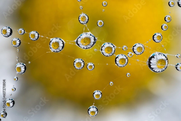 Obraz spider web with water drops reflecting a beautiful flower
