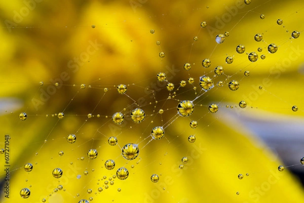 Obraz spider web with water drops reflecting a beautiful flower
