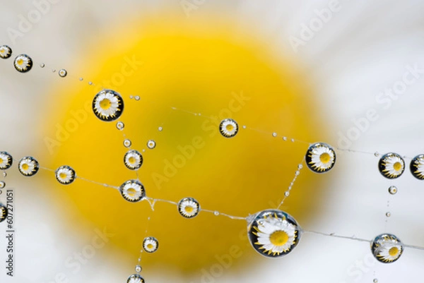 Obraz spider web with water drops reflecting a beautiful flower
