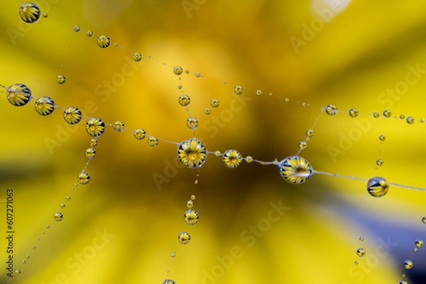 Obraz spider web with water drops reflecting a beautiful flower
