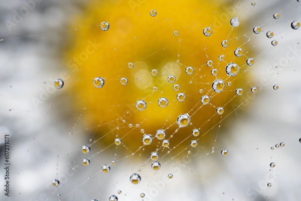 Obraz spider web with water drops reflecting a beautiful flower
