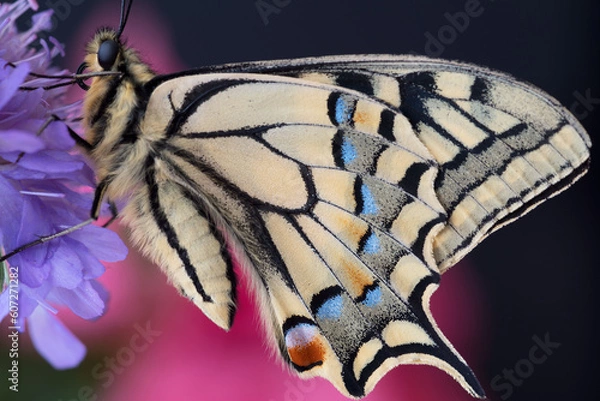 Obraz beautiful papilio machaon butterflies resting on a flower
