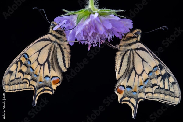 Obraz beautiful papilio machaon butterflies resting on a flower
