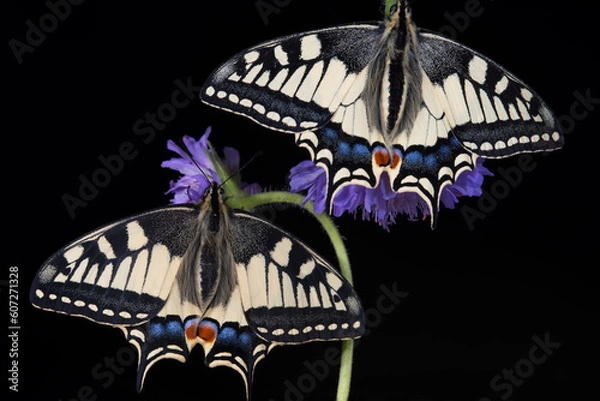 Obraz beautiful papilio machaon butterflies resting on a flower
