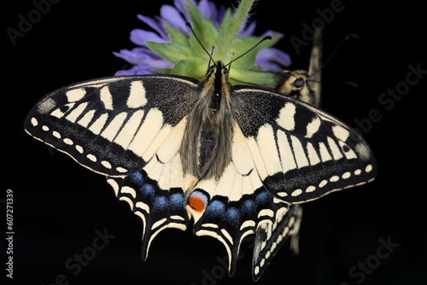 Obraz beautiful papilio machaon butterflies resting on a flower
