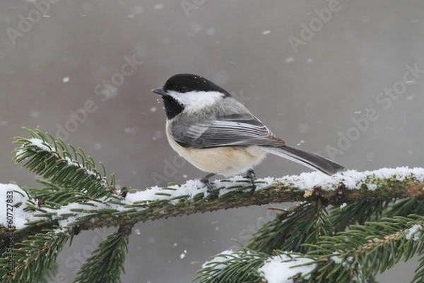 Obraz Chickadee on a branch with snow