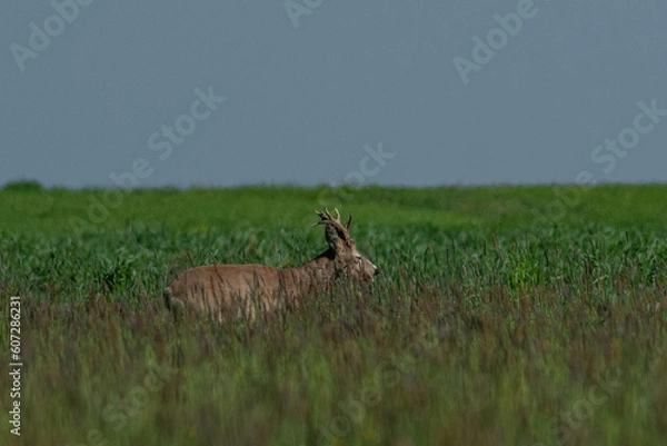Fototapeta Roe deer on the green grass	