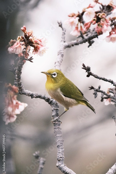 Obraz メジロ・桜