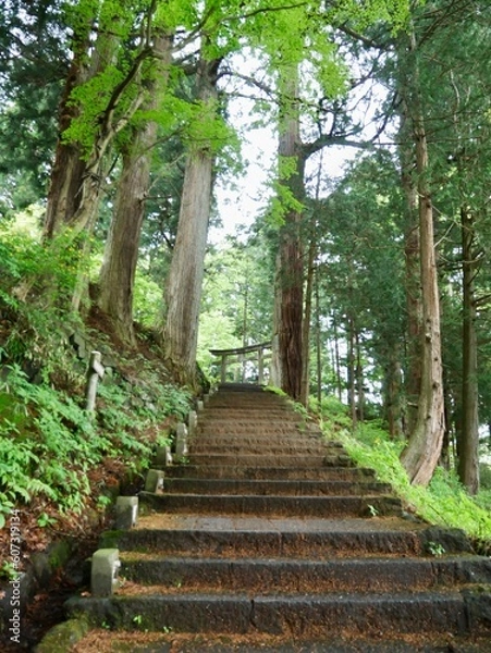 Obraz 杉に囲まれた鳥居