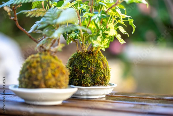 Fototapeta 苔盆栽　和のイメージ