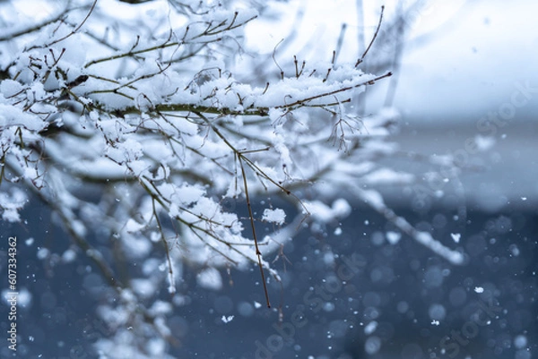 Fototapeta 枝に積もる雪　冬のイメージ