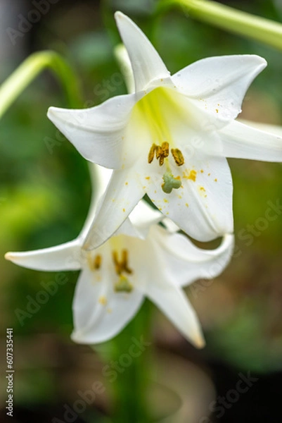 Fototapeta 百合の花　夏のイメージ