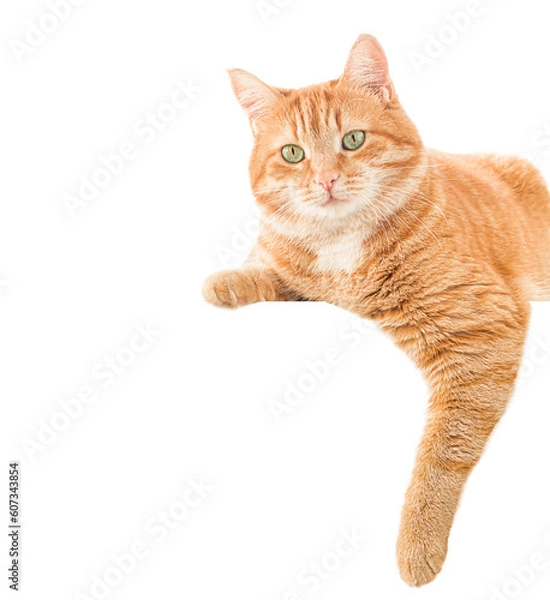 Fototapeta ginger cat lies on the banner. isolated on white background