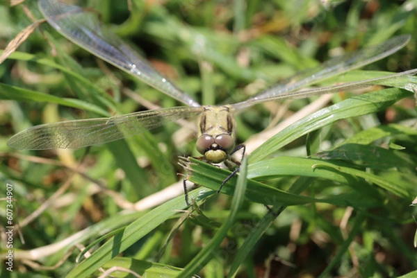 Obraz Green dragonfly on grass