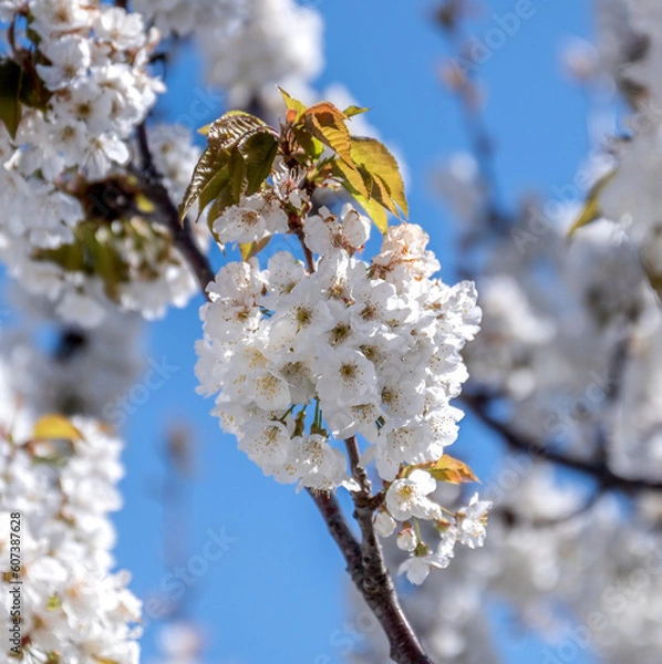 Obraz Cherry tree flower in spring time