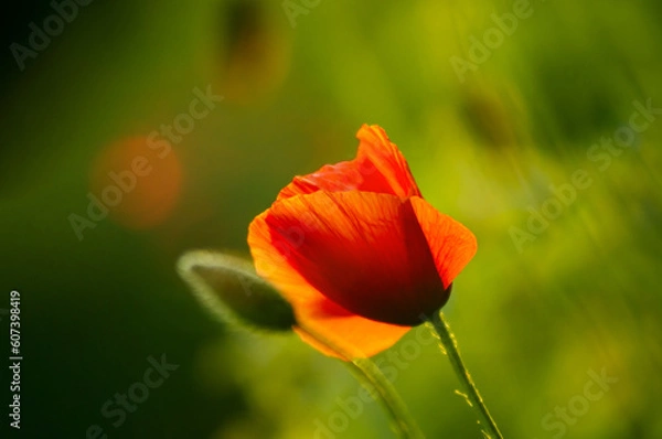 Fototapeta Red poppies in the rays of the setting sun - bright flowers at sunset