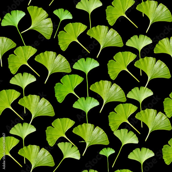 Fototapeta Plant patterns. Green leaves of ginkgo biloba on a black background. Wrapper. Wallpaper. Paper and fabric.