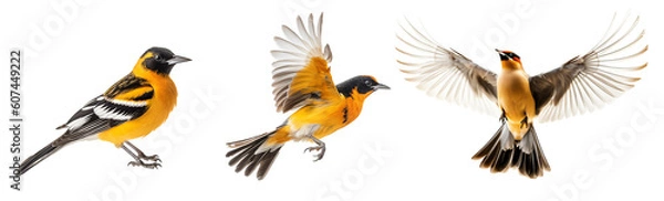 Fototapeta Set of  oriole bird on the transparent background PNG. AI generative. 