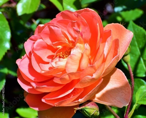 Obraz Rose blooms in the garden