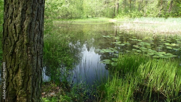 Obraz Staw w lesie latem
