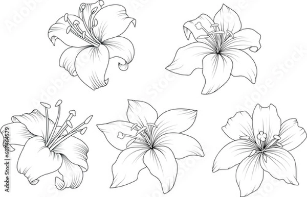Fototapeta Lily flowers drawing with line-art on white backgrounds. Beautiful vector lily flower and leaves line art