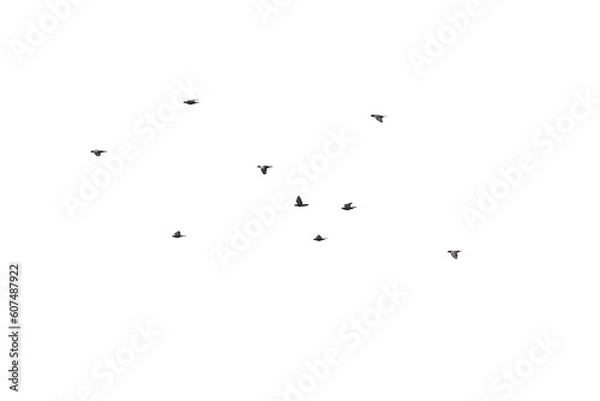Obraz Flocks of flying pigeons isolated on white background.Save with clipping path.
