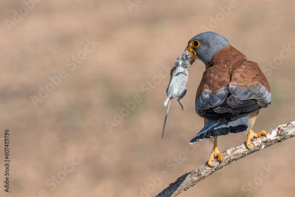 Obraz faucon crécerellette