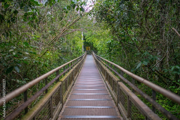 Fototapeta The Iguazu Falls enveloped by lush rainforests showcase a mesmerizing fusion of natural splendor and biodiversity