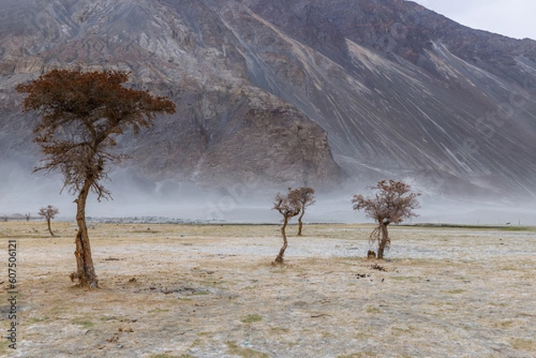 Fototapeta a tree in the middle of the desert,Hunder Sand Dunes of Nubra Valley in Leh Ladakh, India,
