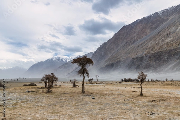Fototapeta a tree in the middle of the desert,Hunder Sand Dunes of Nubra Valley in Leh Ladakh, India,
