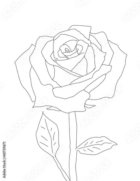 Obraz rose drawing generative ai