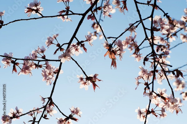 Obraz 桜