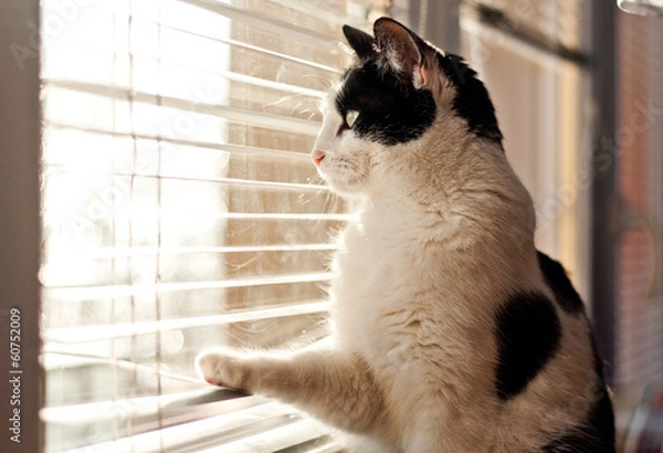 Obraz Cat looking at the window
