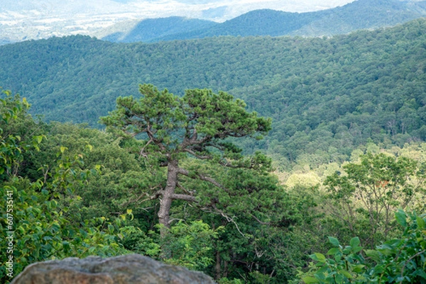 Obraz mountain landscape with trees