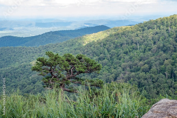 Obraz mountain landscape with trees