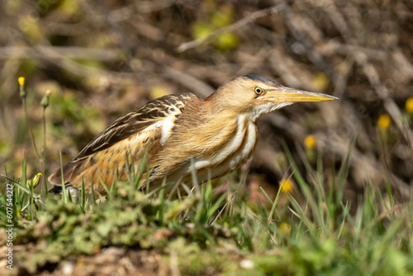 Fototapeta The little bittern or common little bittern